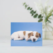 Hunde schlafen postkarte (Stehend Vorderseite)