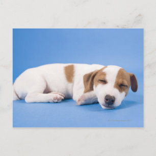Hunde schlafen postkarte