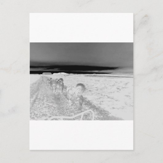 Hunde-Schlafen Postkarte (Vorderseite)