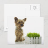 Hunde schnüffeln Nachbargarten Postkarte (Vorne/Hinten)