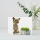 Hunde schnüffeln Nachbargarten Postkarte (Stehend Vorderseite)