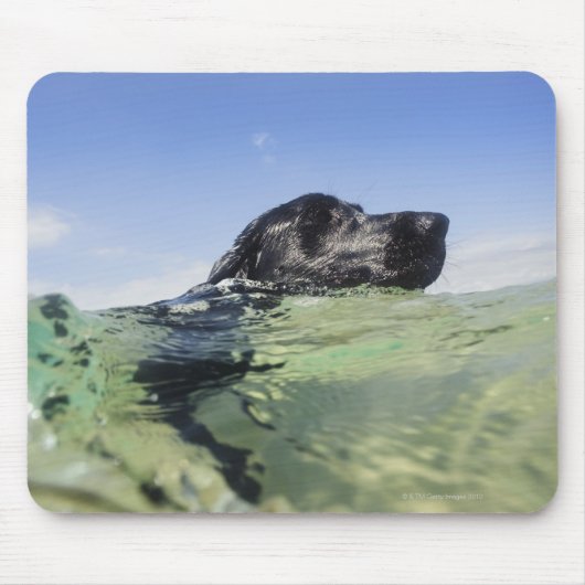 Hunde schwimmen im Wasser Mousepad (Vorne)