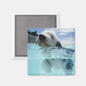 Hunde Schwimmen in einem Pool Magnet (Vorderseite/Rückseite)