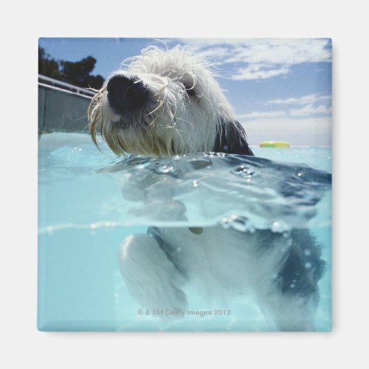 Hunde Schwimmen in einem Pool Magnet (Vorne)