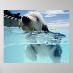 Hunde Schwimmen in einem Pool Poster