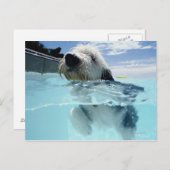 Hunde Schwimmen in einem Pool Postkarte (Vorne/Hinten)