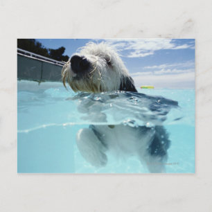 Hunde Schwimmen in einem Pool Postkarte