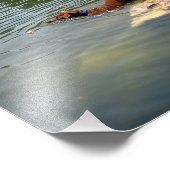 Hunde schwimmen Ladybird Lake - Downtown Austin Te Fotodruck (Ecke)