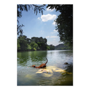 Hunde schwimmen Ladybird Lake - Downtown Austin Te Fotodruck