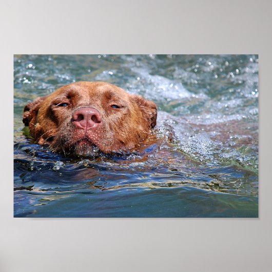 Hunde schwimmen poster (Vorne)