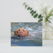 Hunde schwimmen postkarte (Stehend Vorderseite)