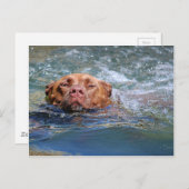 Hunde schwimmen postkarte (Vorne/Hinten)