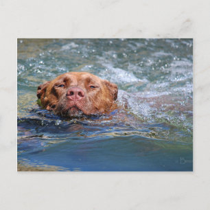 Hunde schwimmen postkarte