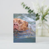 Hunde schwimmen postkarte (Stehend Vorderseite)