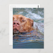 Hunde schwimmen postkarte (Vorne/Hinten)