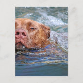Hunde schwimmen postkarte (Vorderseite)