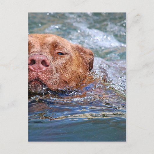 Hunde schwimmen postkarte (Vorderseite)