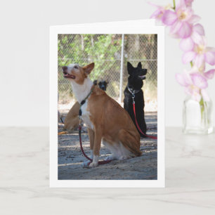 Hunde sitzen im Hof Karte