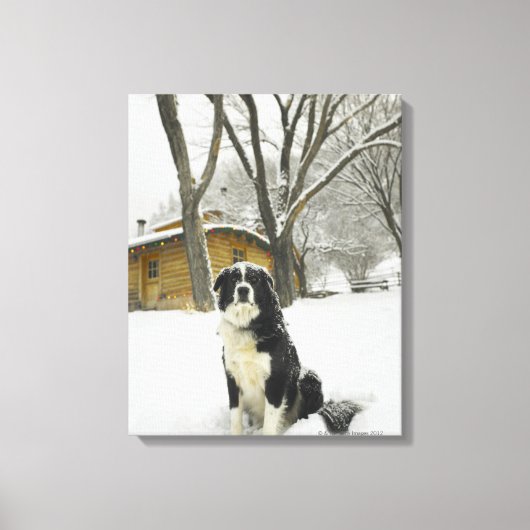 Hunde sitzen im Schnee mit Blockhütte dahinter Leinwanddruck (Vorderseite)