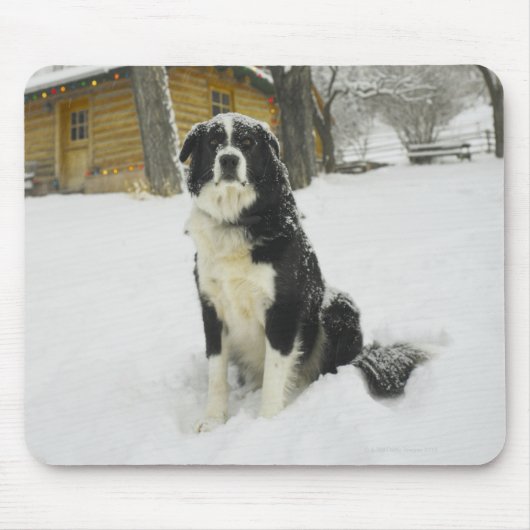 Hunde sitzen im Schnee mit Blockhütte dahinter Mousepad (Vorne)