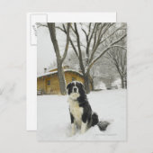 Hunde sitzen im Schnee mit Blockhütte dahinter Postkarte (Vorne/Hinten)