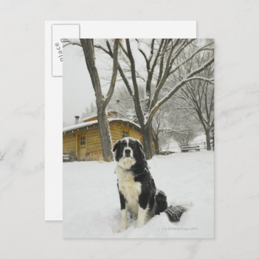 Hunde sitzen im Schnee mit Blockhütte dahinter Postkarte (Vorne/Hinten)