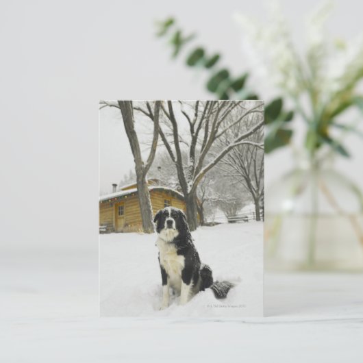 Hunde sitzen im Schnee mit Blockhütte dahinter Postkarte (Stehend Vorderseite)
