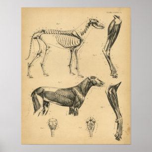Hunde-Skelett-Muskeln Anatomie 1908 Vintage-Druck Poster