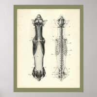 Hunde Skelett Wirbelsäule Muskeln Anatomie Druck