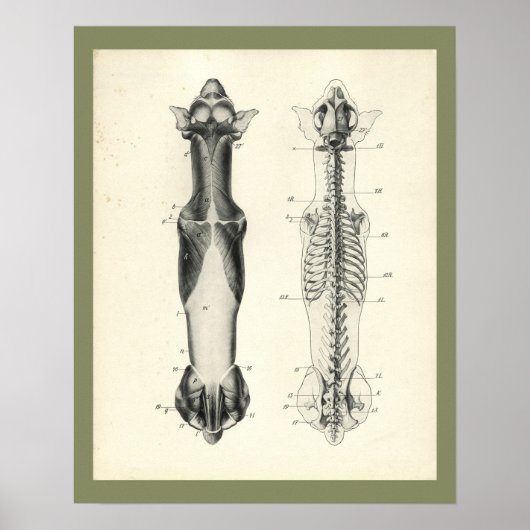 Hunde Skelett Wirbelsäule Muskeln Anatomie Druck Poster (Vorne)