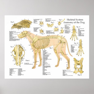 Hunde Skelettanatomisches Poster 18" X 24"