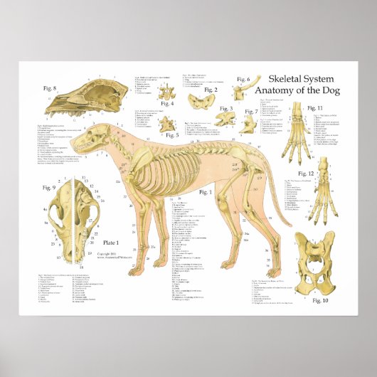 Hunde Skelettanatomisches Poster 18" X 24" (Vorne)