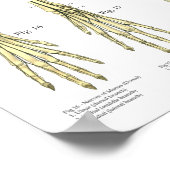 Hunde Skelettnerven Anatomie Diagramm Poster (Ecke)