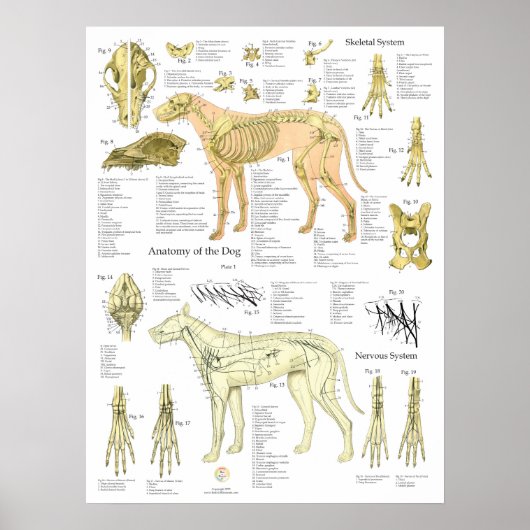 Hunde Skelettnerven Anatomie Diagramm Poster (Vorne)