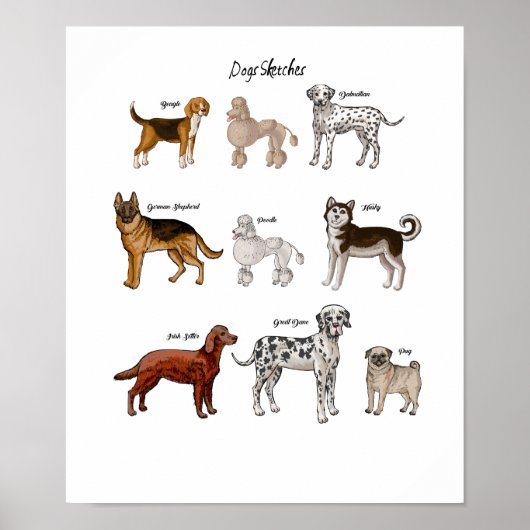 Hunde Sketches Poster (Vorne)