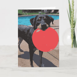 Hunde spielen Frisbee Schwimmbad Karte