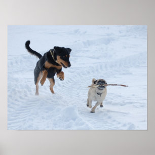 Hunde spielen im Schnee Poster