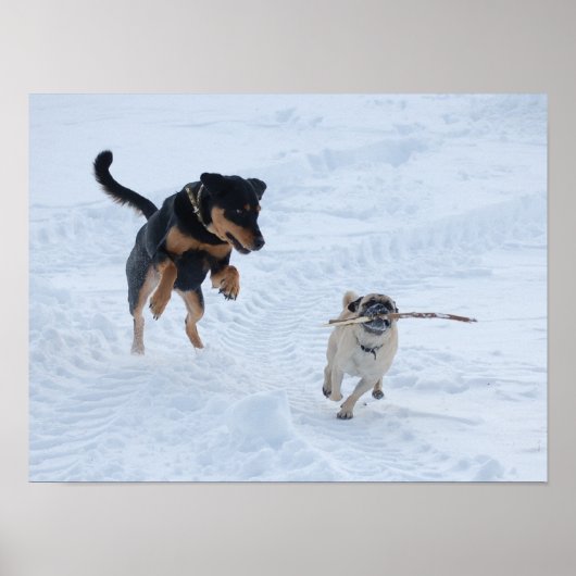 Hunde spielen im Schnee Poster (Vorne)
