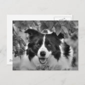 Hunde spielen in einem Blätterwald Postkarte (Vorne/Hinten)