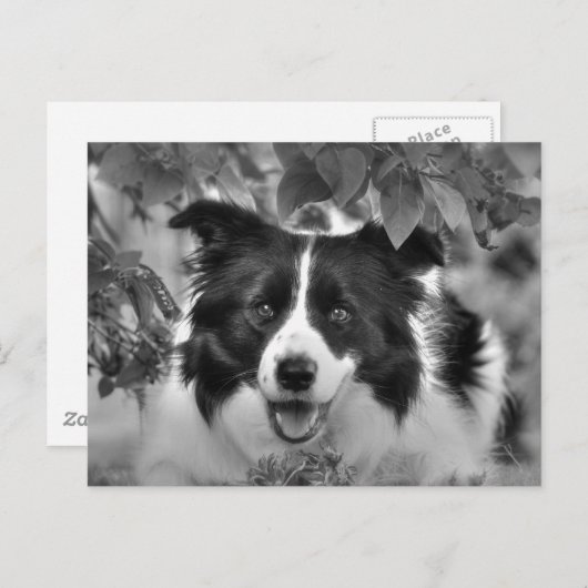 Hunde spielen in einem Blätterwald Postkarte (Vorne/Hinten)