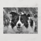 Hunde spielen in einem Blätterwald Postkarte (Vorderseite)