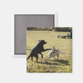 Hunde spielen magnet (Vorderseite/Rückseite)