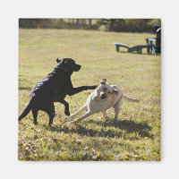 Hunde spielen