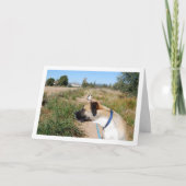 Hunde suchen nach Katzen Karte (Vorderseite)