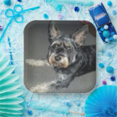 Hunde Teller (Party)