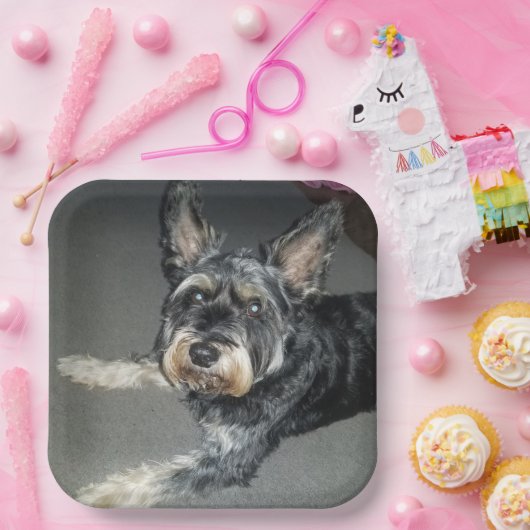 Hunde Teller (Party)