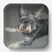 Hunde Teller (Vorderseite)