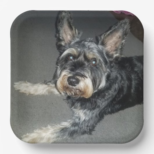 Hunde Teller (Vorderseite)