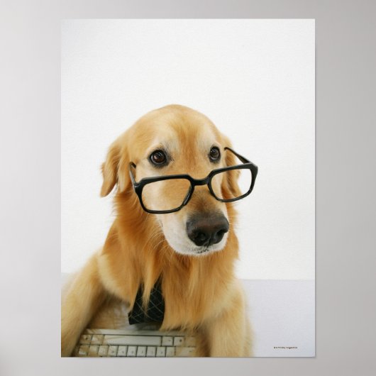 Hunde tragen Krawatte und Brille auf dem Stuhl sit Poster (Vorne)