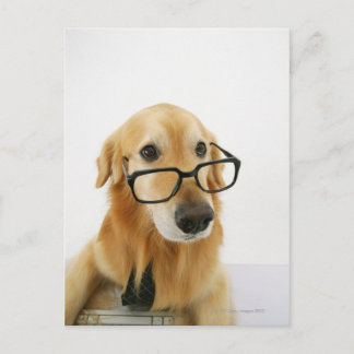 Hunde tragen Krawatte und Brille auf dem Stuhl sit Postkarte